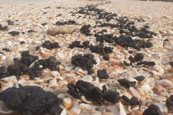 sea_turtles_tar_beach-1140x570