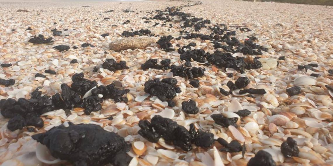 sea_turtles_tar_beach-1140x570