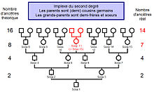 220px-Implexe_2-2