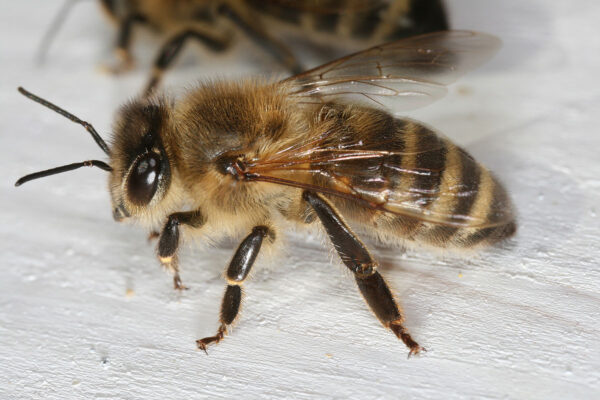 abeille
