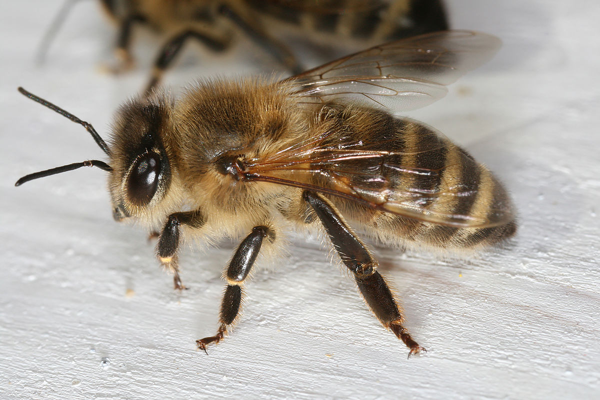 abeille