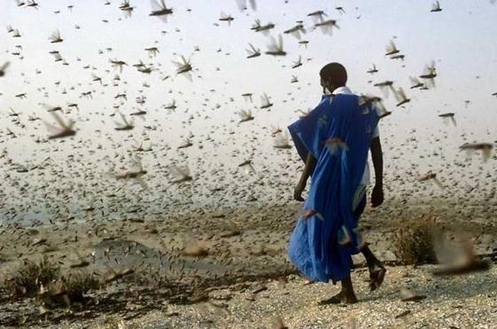 invasion-criquet
