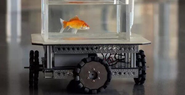 poissonrouges2