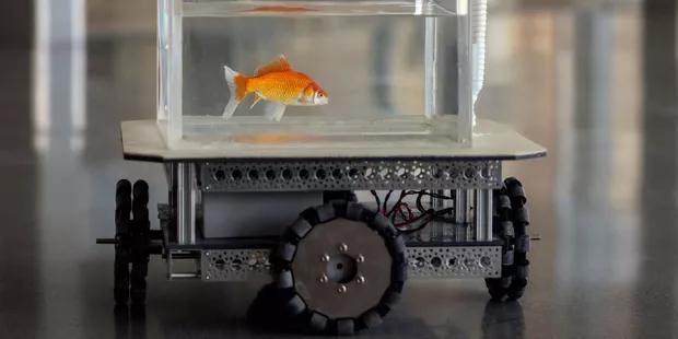poissonrouges2