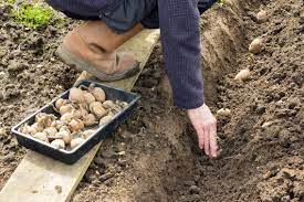 Comment planter sans effort des pommes de terre dans son jardin pdt