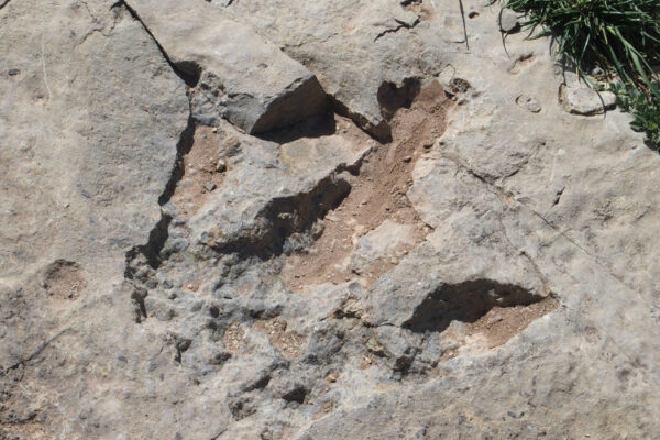 Ouarzazate et la vallée des dinosaures, paradis des paléontologues pas-dinosaures-maroc