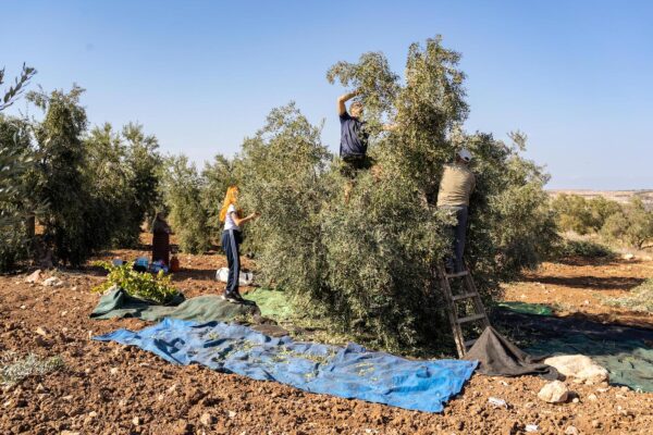 Des bénévoles pour les récoltes des agriculteurs arabes en Israël volontairesRecolte