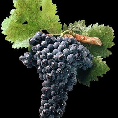 grapese2