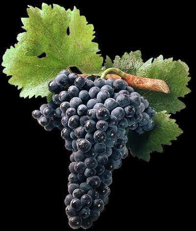 grapese2